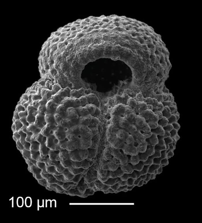 《古海洋学和古气候学》:上新世到更新世早期黑潮延伸体区域的重建揭示动态海流