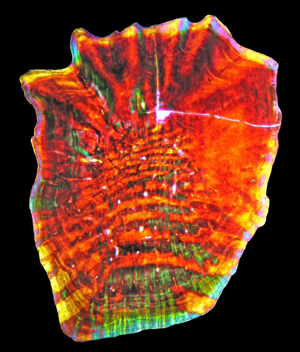 化石研究显示阿根廷的白垩纪爬行动物多样性令人惊讶