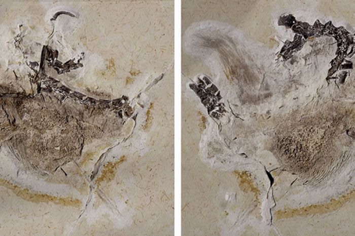 ����������ѧ��ŭ�ˣ��¹�����˹³����Ȼ��ʷ����ݾܾ��黹�Ƿ���ȡ�Ŀ�����ʯ