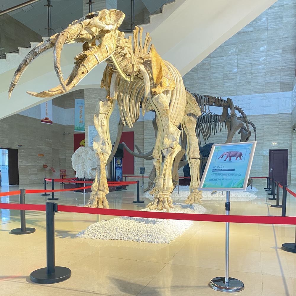 宁夏地质博物馆古生物化石主题系列展览――万象更新科普展将举办
