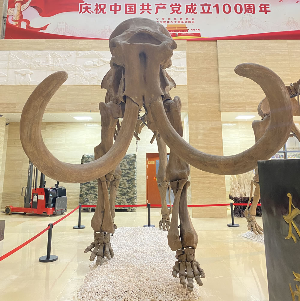 宁夏地质博物馆古生物化石主题系列展览――万象更新科普展将举办