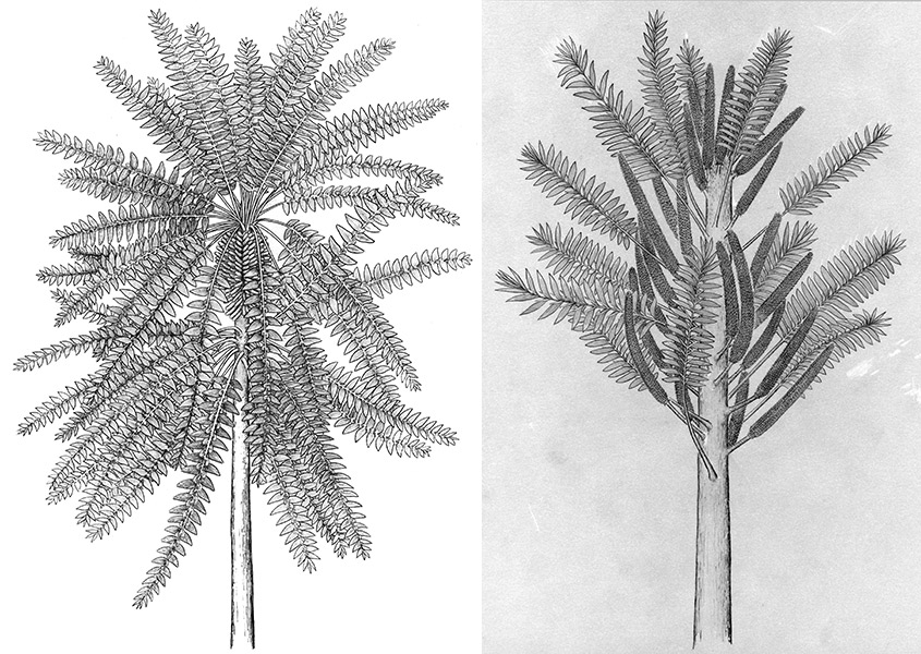 ֲ�������������ͼ