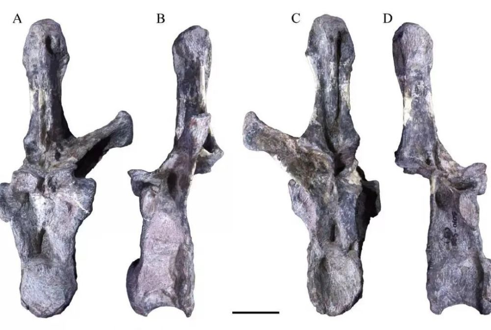 蜀龙CLGPR V00007的后部背椎。A.前侧,B.左侧,C.后侧,D.右侧。比例尺为5cm