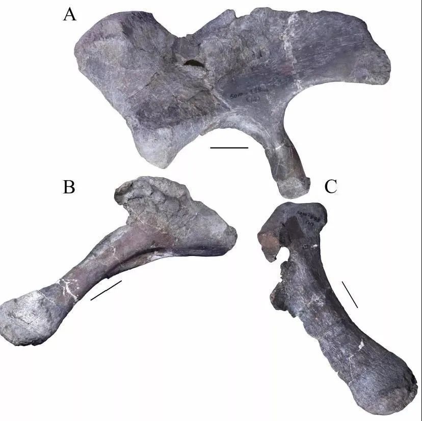 蜀龙CLGPR V00007的右侧腰带。A. 右侧肠骨,B. 右侧坐骨,C. 右侧耻骨。比例尺为5cm