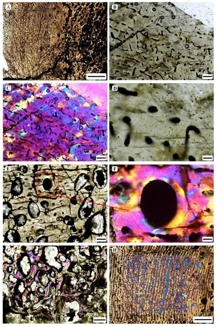 蜀龙CLGPR V00007肱骨的骨组织切片图。A. 切片的密质骨与松质骨;B. 密质骨边缘局部图;C. 密质骨边缘局部图(偏光);D. 初级骨单位;E. 密质