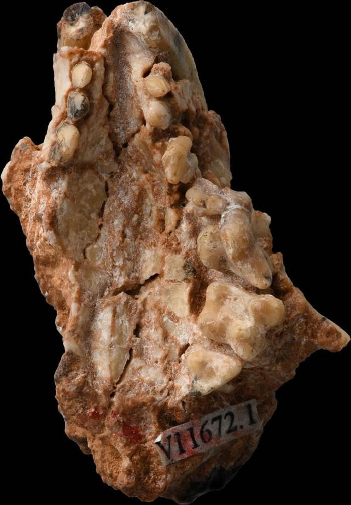 ׼�����϶�������ͱ걾����ΰ�㣬�п�Ժ�ż�׵����ͼ��