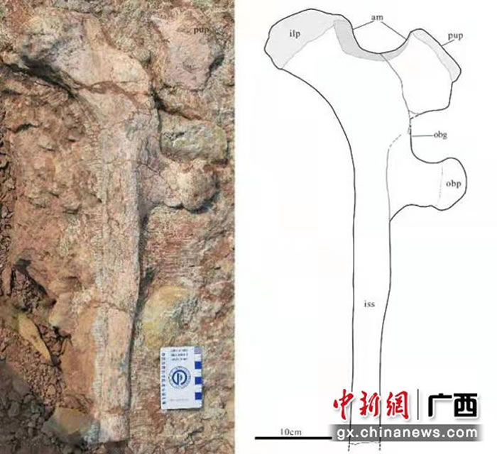 ������ѧ�������й��Ϸ��״η��ֵĻ��������໯ʯ�����֡�������������