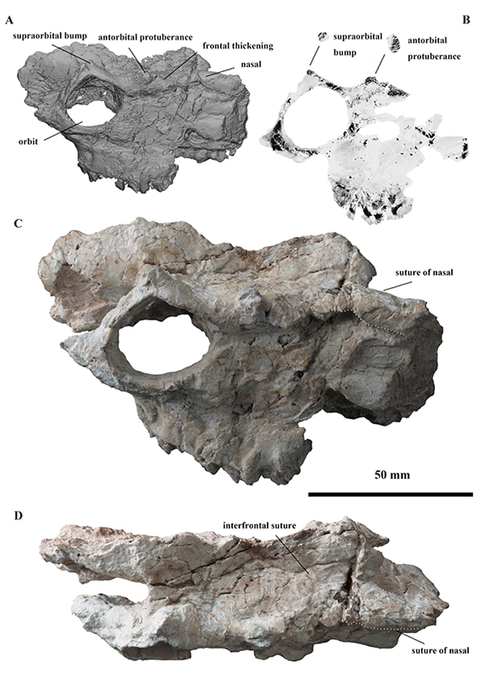 ��ˮ����Amphimoschus xishuiensis��ͷ��