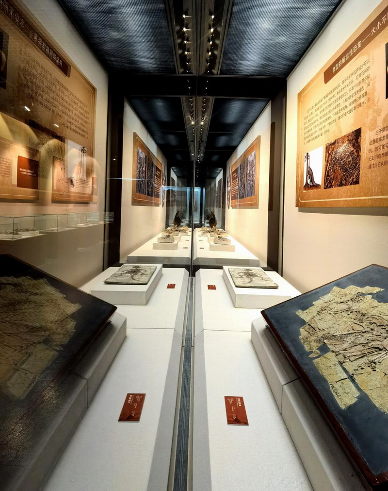 “恐龙木乃伊——浓缩的生命”展在天津自然博物馆三楼临展厅开展