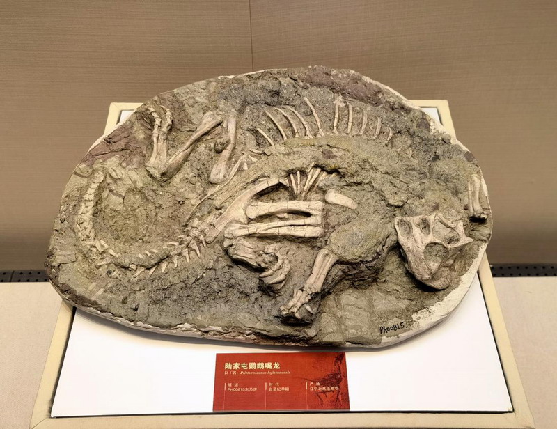 “恐龙木乃伊——浓缩的生命”展在天津自然博物馆三楼临展厅开展