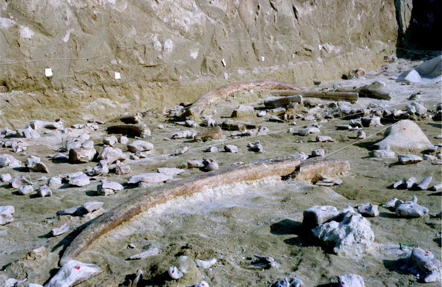 ��������ŷ���40����ǰ�����������ô����ͷ�������ֹ���