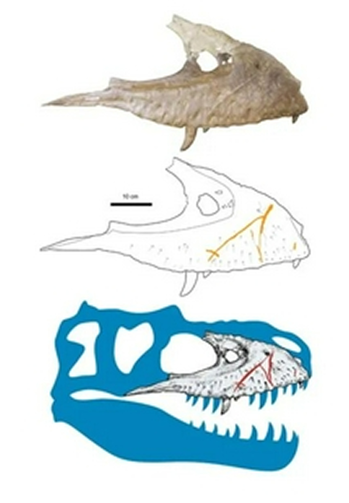 �˺����۵��߷�Ů�����ǡ�