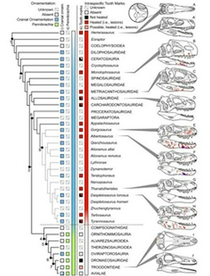 ��ͼ��Ƚ��˲�ͬ�޽���Ŀ�������沿�̺��������ͼƬ��Դ���ʼ�̩���������ѧ����ݣ�