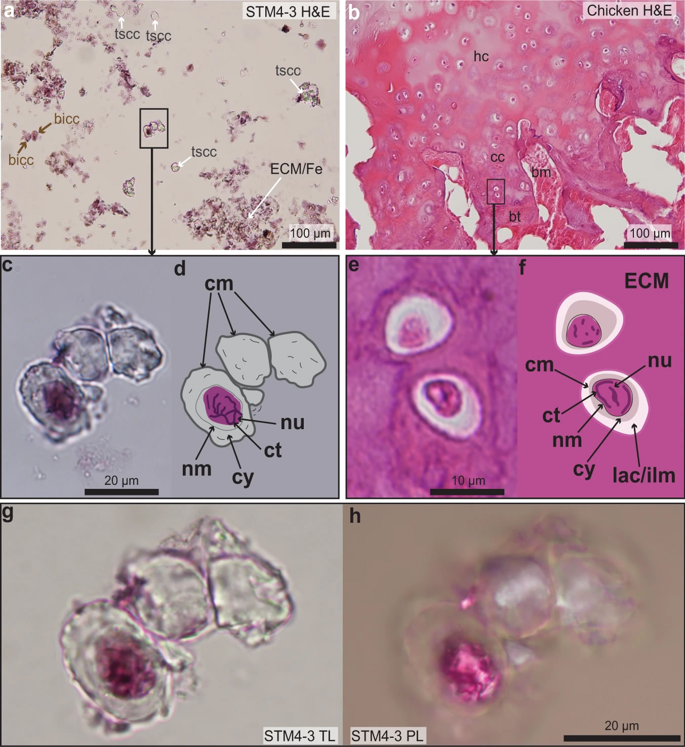 来自尾羽龙腿骨软骨细胞的显微照片；其中一个细胞中还有经过染色而显示出的细胞核，以及暗色的细丝状染色质。Alida Bailleul供图