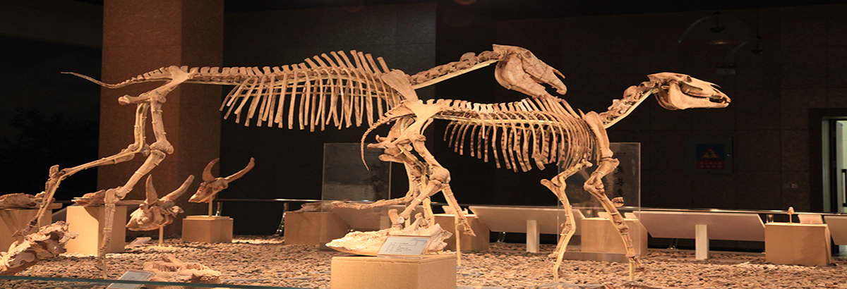 �Ŷ��ﻯʯ�����