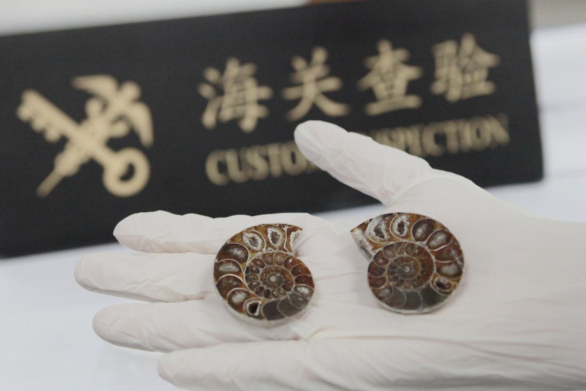 两件古生物化石要“通关” 被港珠澳大桥海关拦下