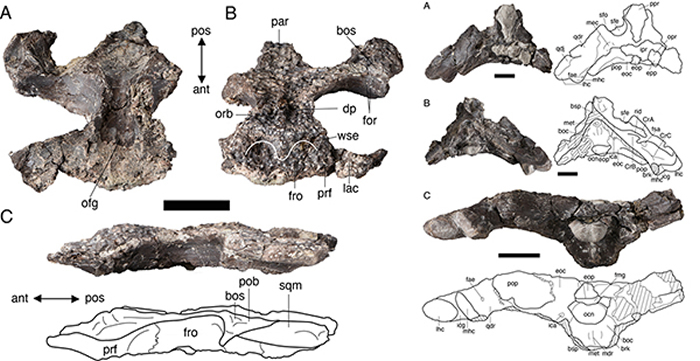 龙山延吉鳄Yanjisuchus longshanensis gen. et sp. nov.正型标本头骨及线条图 (Rummy et al., 2021)