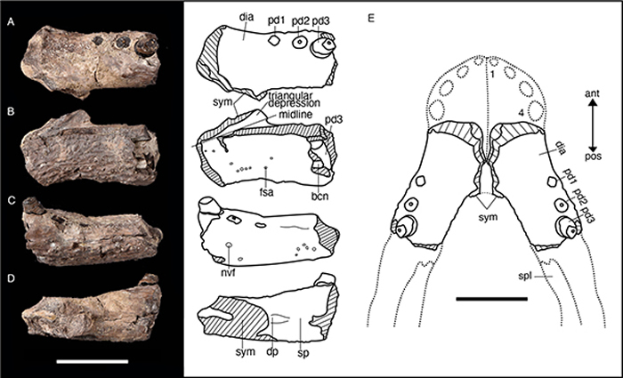 龙山延吉鳄Yanjisuchus longshanensis gen. et sp. nov.正型标本齿骨照片及线条图(Rummy et al., 2021)