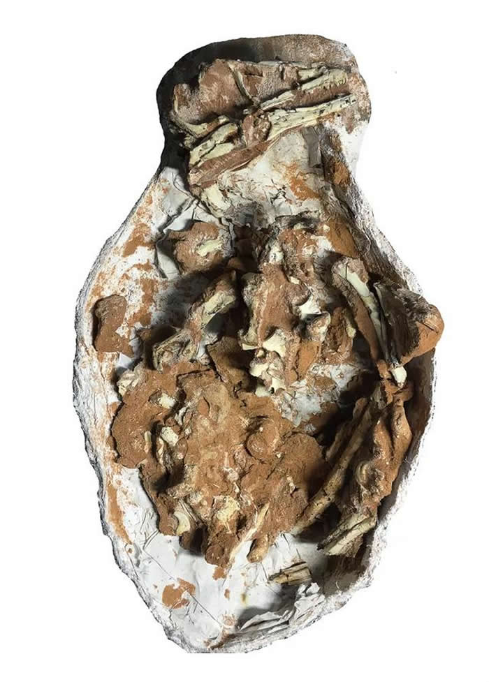 �����׶��з��ֵ��޽��������ʯΪ�˳����������֡������ɹŵ�����