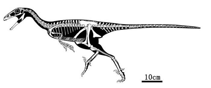 �����׶��з��ֵ��޽��������ʯΪ�˳����������֡������ɹŵ�����