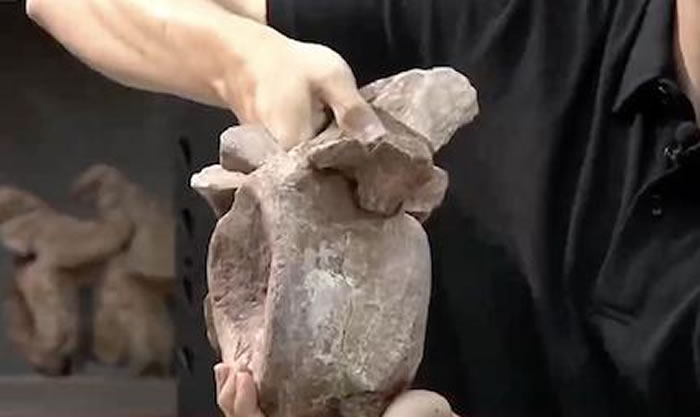 ����������׵