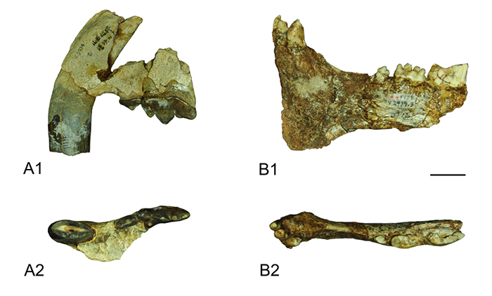 ���޶��������򤻢��A�˺����ϣ�B ��������ϣ�