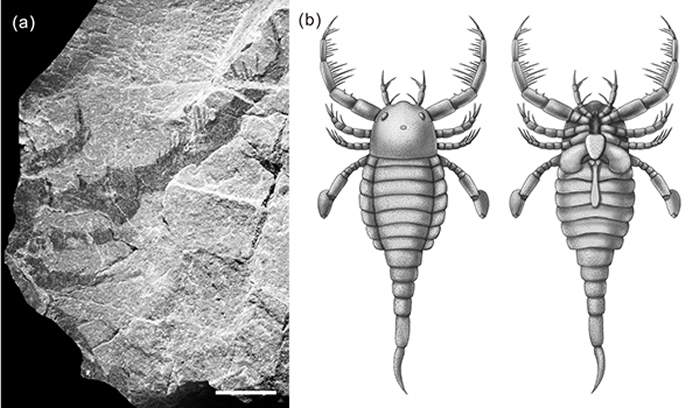 秀山恐鲎（Terropterus xiushanensis）化石及复原图（杨定华绘）
