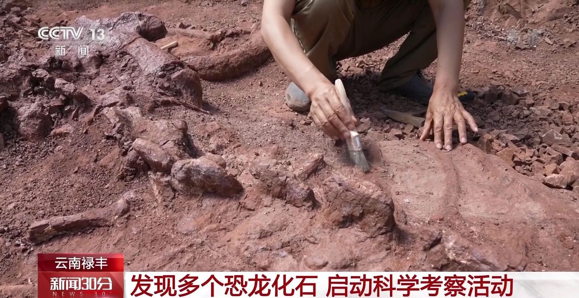 云南省禄丰市发现多个因大雨冲刷显露出的恐龙化石骨架