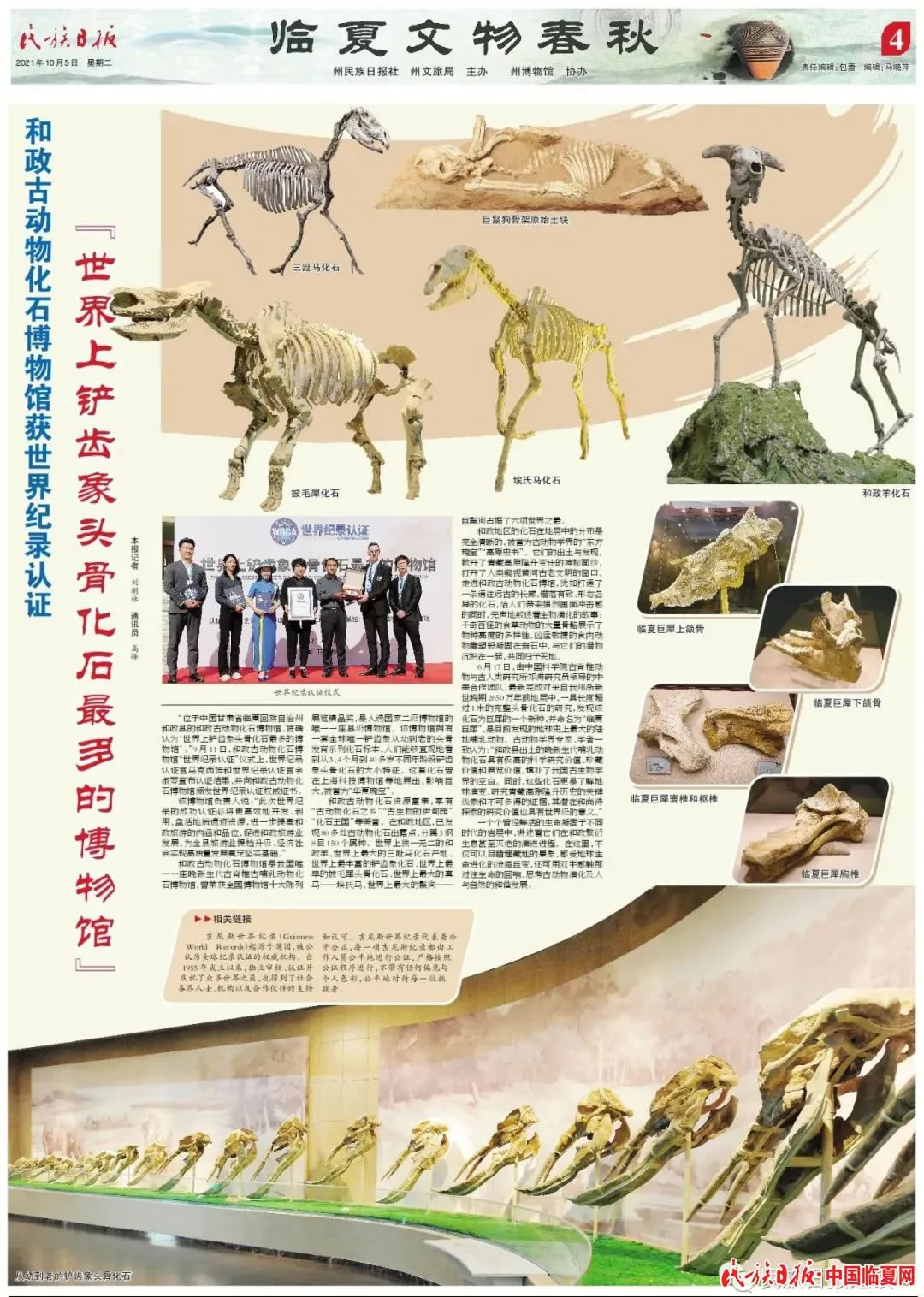 甘肃和政古动物化石博物馆获世界纪录认证“世界上铲齿象头骨化石最多的博物馆”