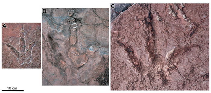 ABC三种足迹类型代表的照片。(李洪清供图)