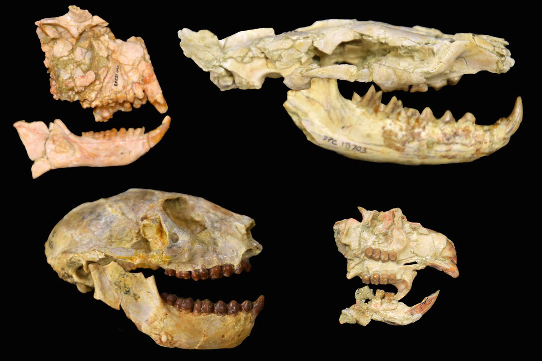 杜克大学收藏的化石研究发现以前未知的3000万年前非洲大灭绝事件