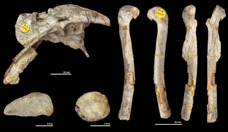 英国发现的最古老食肉恐龙被命名为Pendraig milnerae