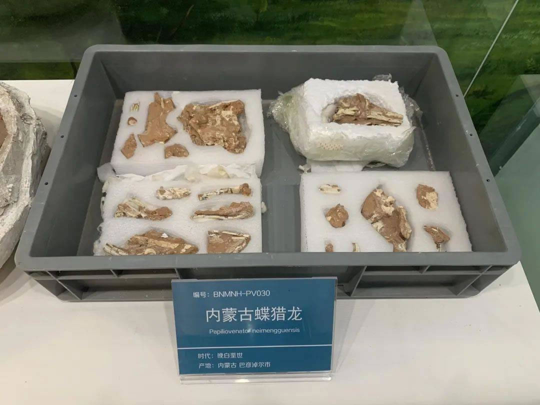 �����׶��з��ֵ��޽��������ʯΪ�˳����������֡������ɹŵ�����