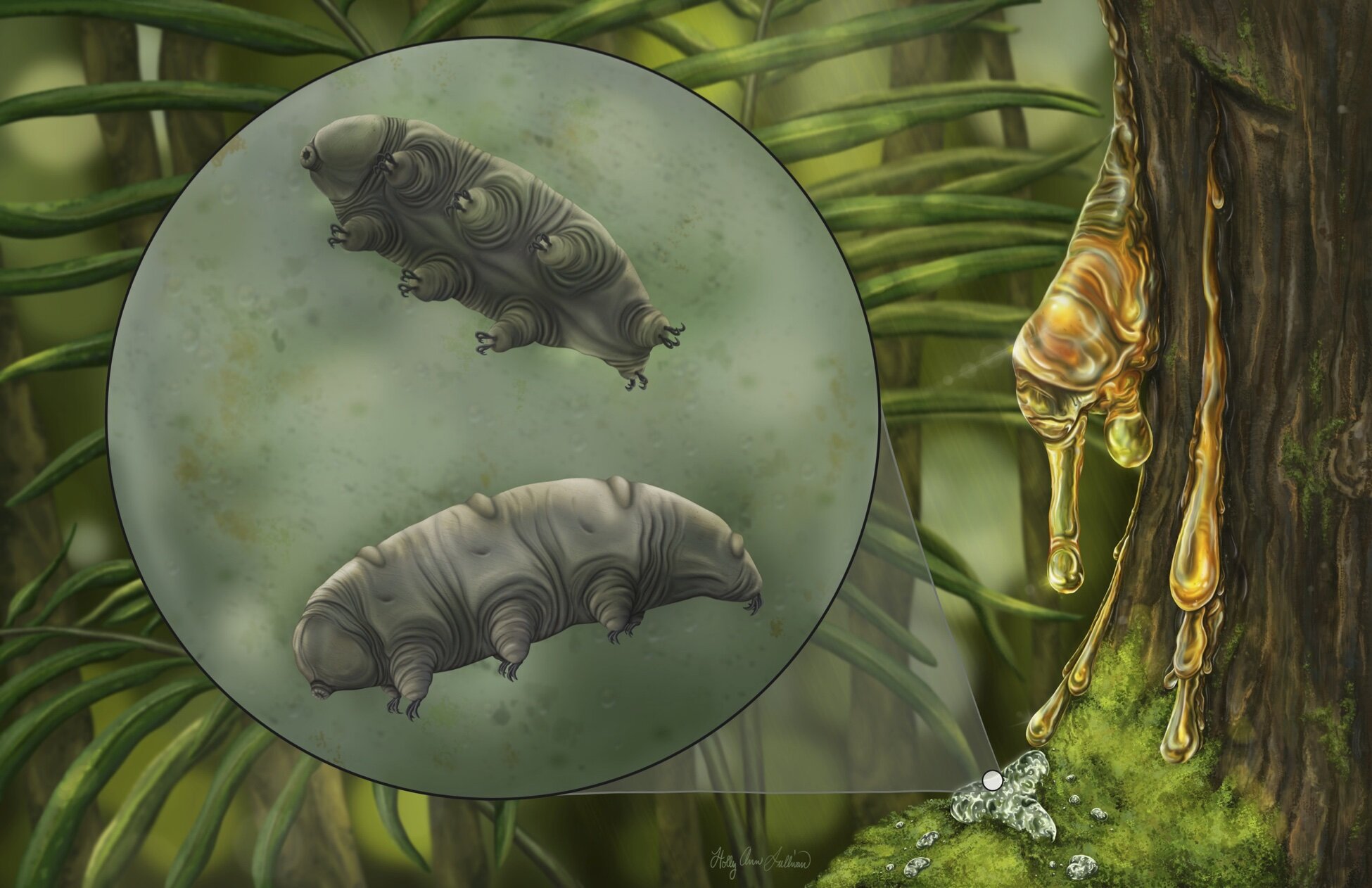 多米尼加共和国琥珀中发现1600万年前的缓步动物新物种