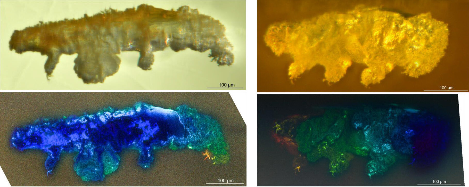多米尼加共和国琥珀中发现1600万年前的缓步动物新物种