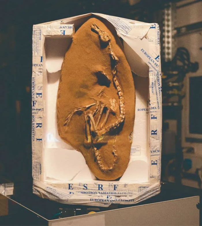 蒙古国戈壁发现的埃氏哈兹卡盗龙化石历险记