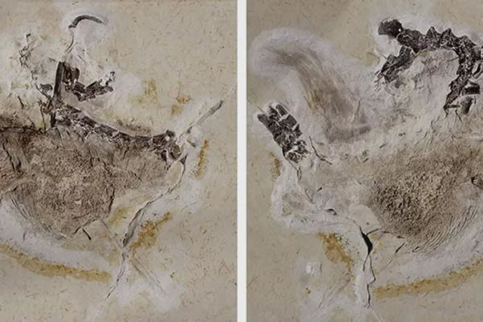 �������������ֵ��¿�������Ubirajara jubatus��Dani Navarro��