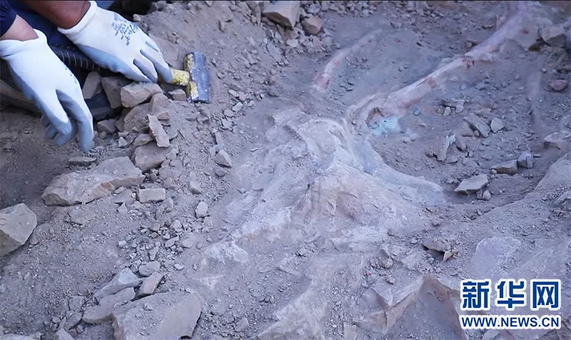 内蒙古阿拉善盟马鬃山地区发现珍贵恐龙幼体化石