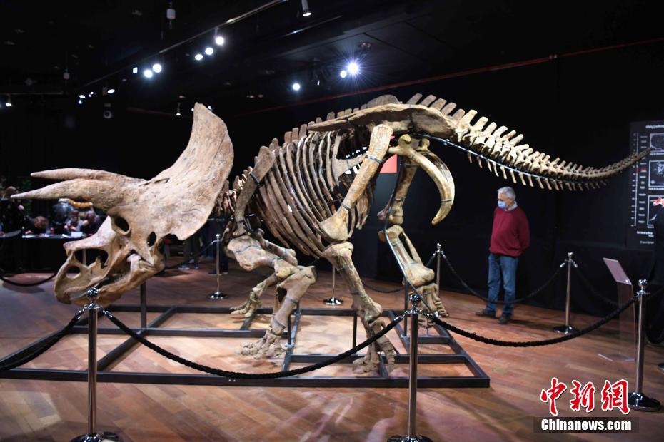 世界最大三角龙化石骨架在法国巴黎德鲁奥拍卖行展出