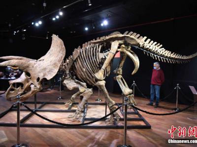 世界最大三角龙化石骨架在法国巴黎德鲁奥拍卖行展出