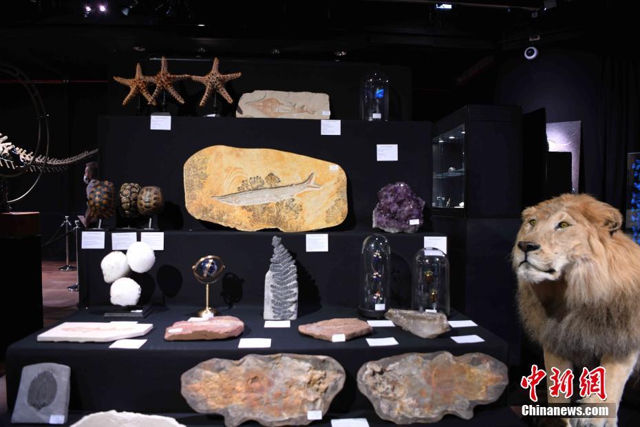世界自然史相关藏品在法国巴黎德鲁奥拍卖行展出