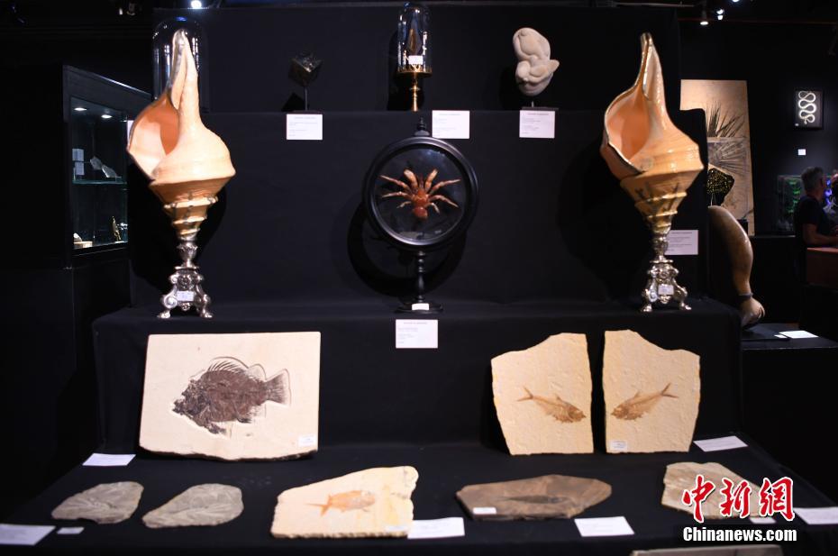 世界自然史相关藏品在法国巴黎德鲁奥拍卖行展出