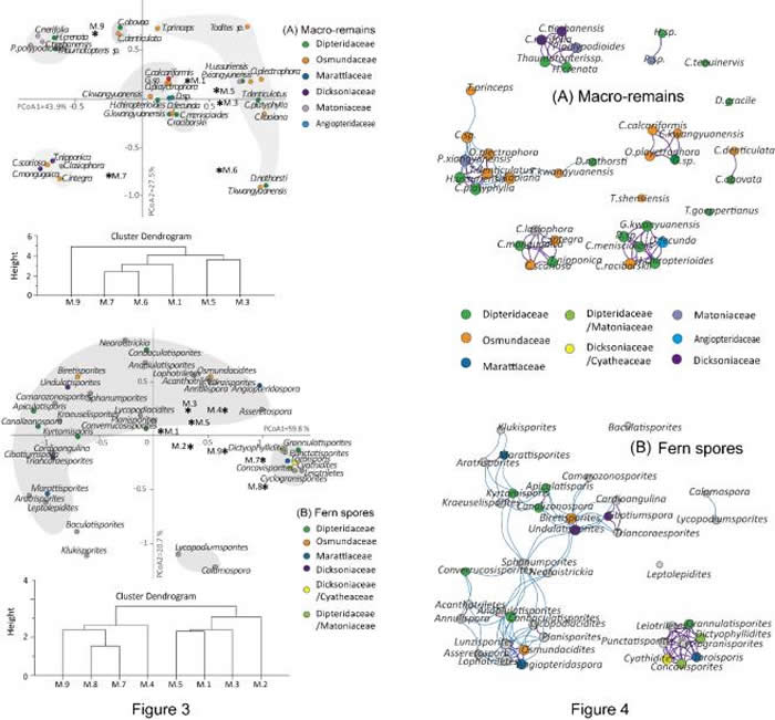 左图为真蕨植物大化石和蕨类孢子的聚类分析及主成分分析;右图为基于共生关系分析的蕨类大植物化石及蕨类孢子共存网络图。