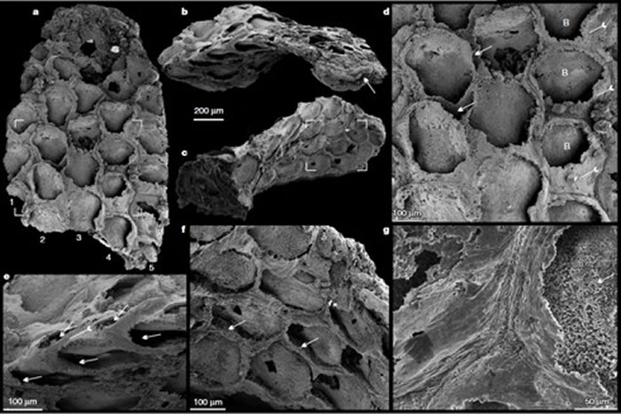 ��ʯɨ��ϸ��  ��־���Ŷӹ�ͼ