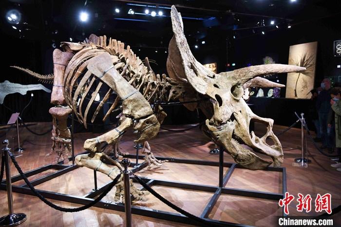 图为该三角龙化石骨架10月18日在德鲁奥拍卖行展出。 中新社记者 李洋 摄