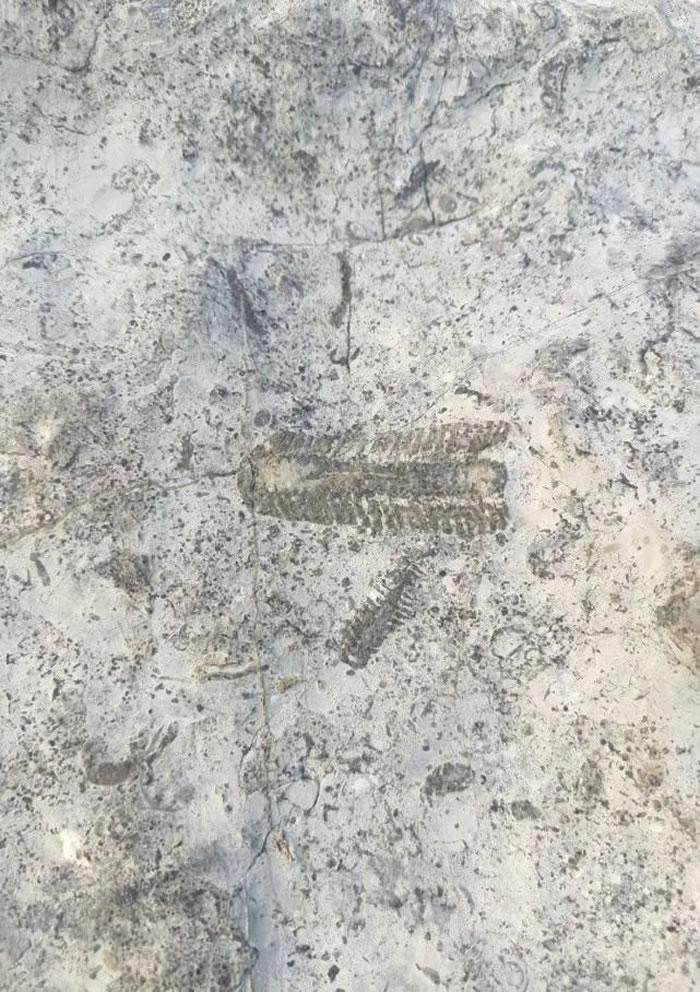 ����������԰���ְ��ռ͵Ľ�ʯ��ʯ