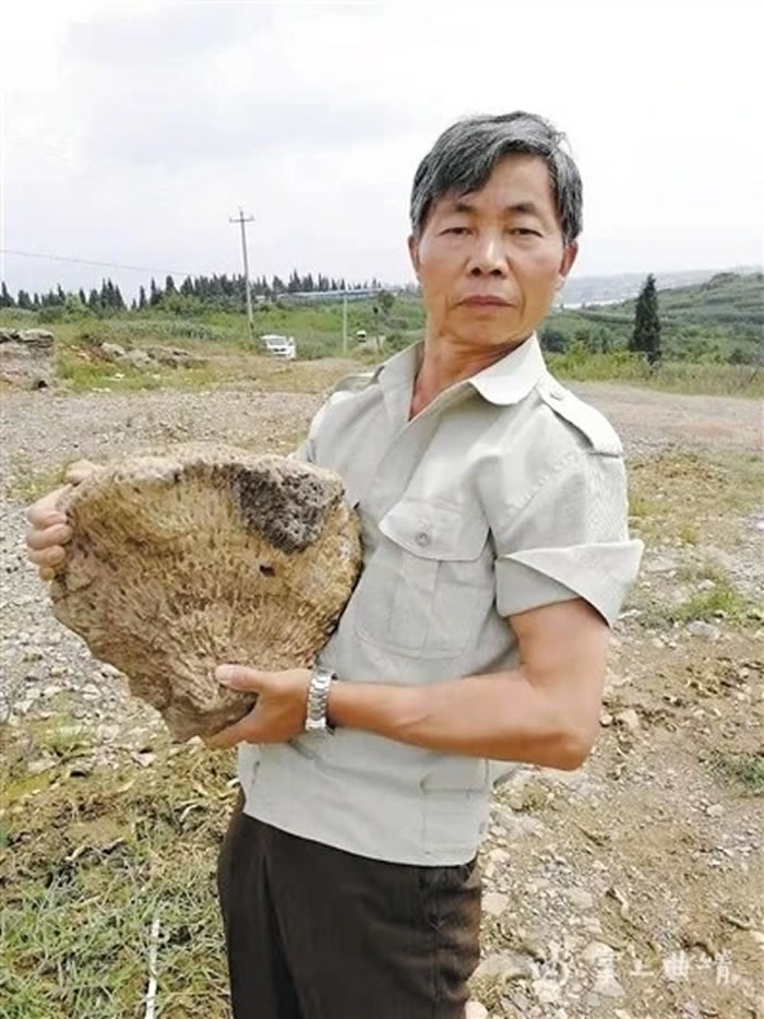 ½����ʯ�о�����Ӣ������ʯͷ��˵����