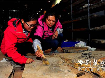湖北省地质科学研究院地矿勘查高级工程师李姜丽：扎根大山保护“龙化石”
