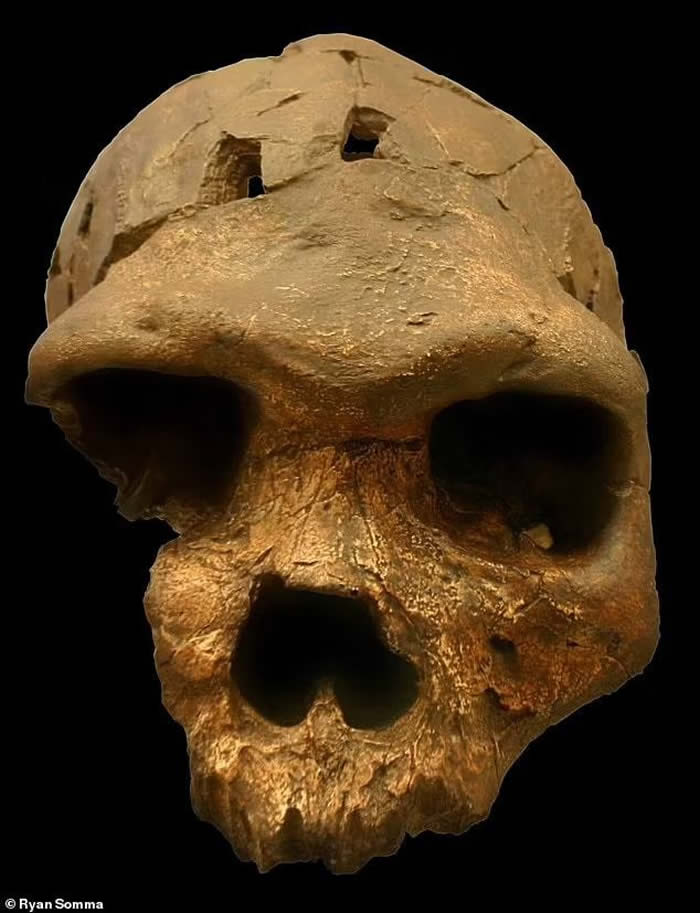 埃塞俄比亚发现人类祖先新物种Homo bodoensis
