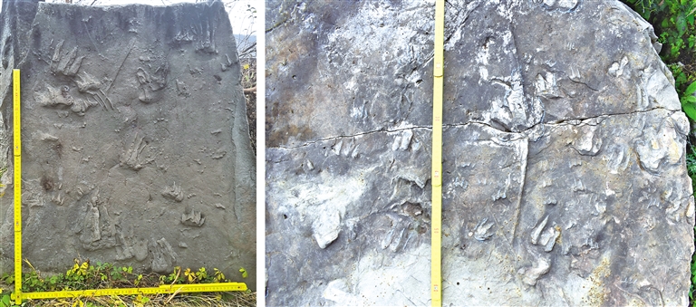 延安市甘泉县发现的恐龙、鳄类和龟鳖类共生遗迹。 陕西省地质调查院供图